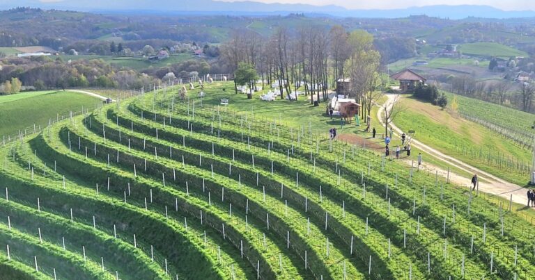 Kaskadni vinogradi, Medjimurje, Hrvatska