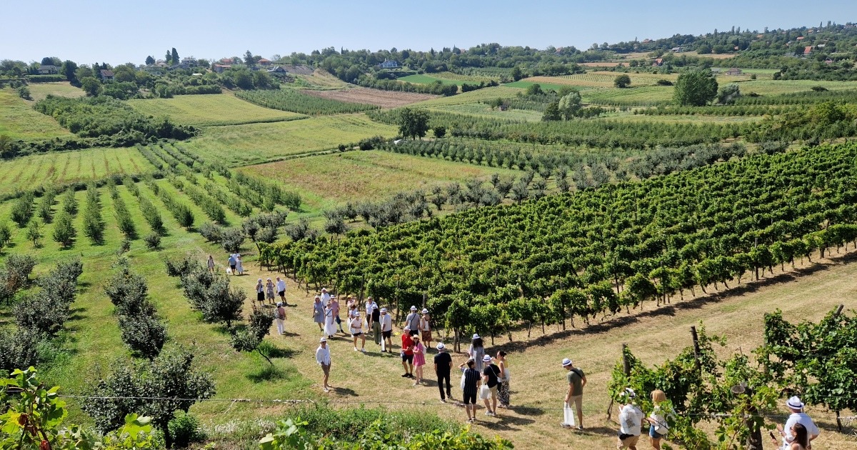 Vinogradi na Fruškoj Gori, Srbija